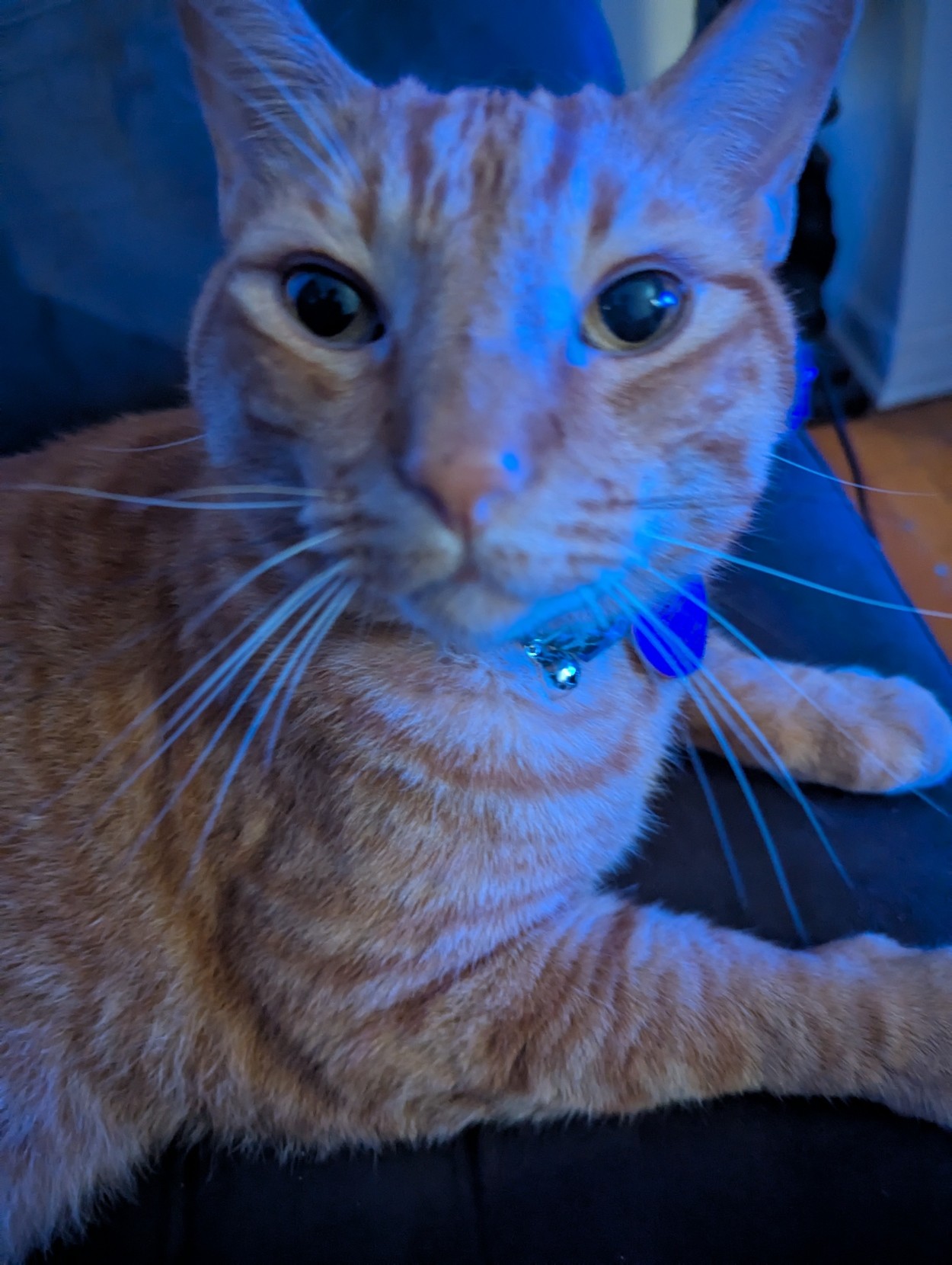 Waffles the cat with his nose near the camera sitting pretty he is an orange cat and the blue light reflects off his fur