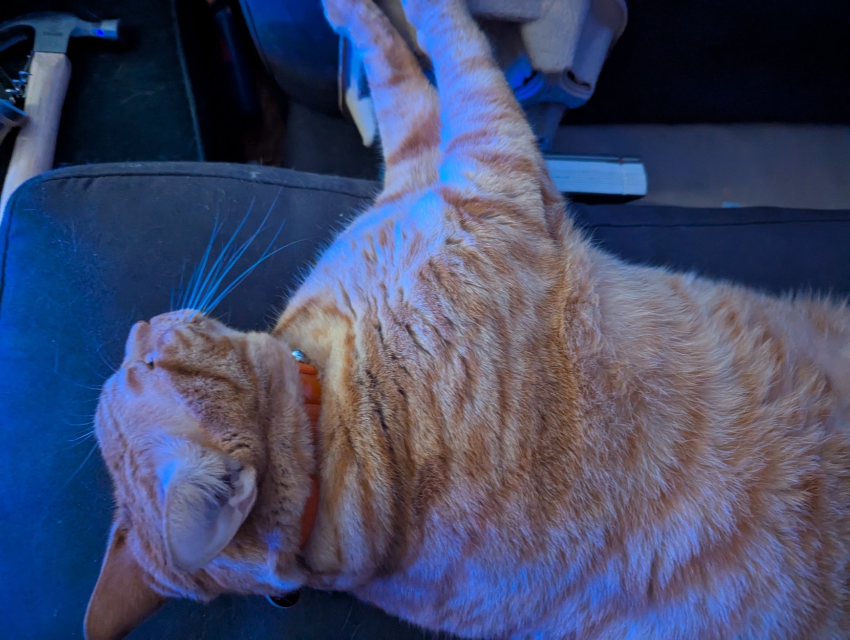 Taco the orange cat laying on his side with his legs out in front of him, the blue light reflects off his orange fur