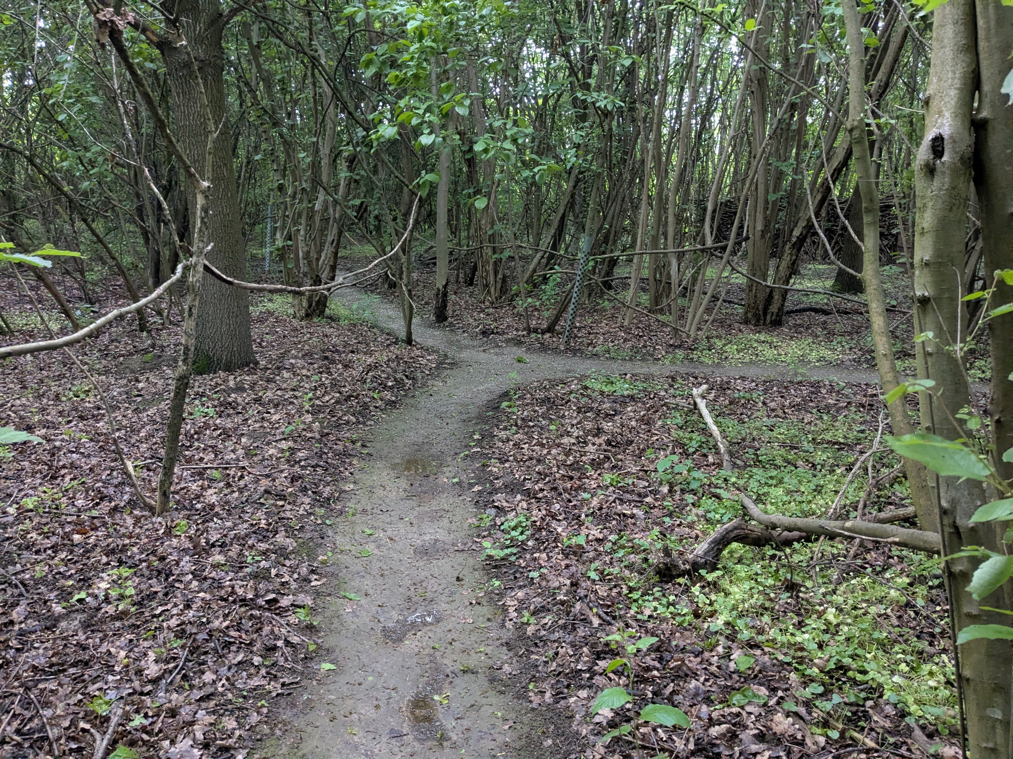 A forest-like area with medium-sized trees. There are clear foot paths on the ground, and there are even "guard rails" consisting of posts and horizontal branches between them, all made from wood from the area. A forest-like area with medium-sized trees. There are clear foot paths on the ground, and there are even "guard rails" consisting of posts and horizontal branches between them, all made from wood from the area.